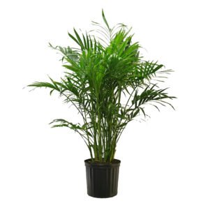 Areca-Palm