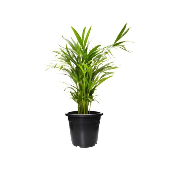 Areca Palm Plant