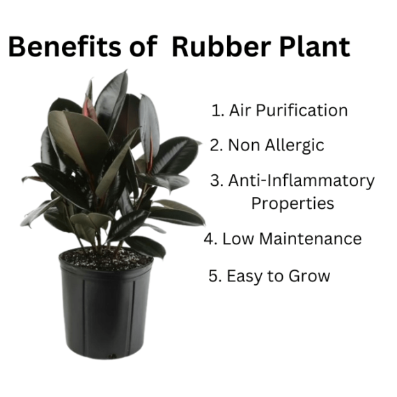 Benefits of rubber plant