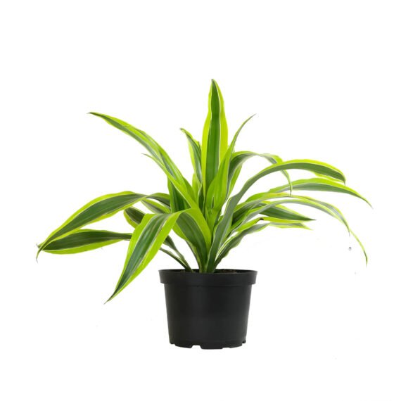 Dracena-Green