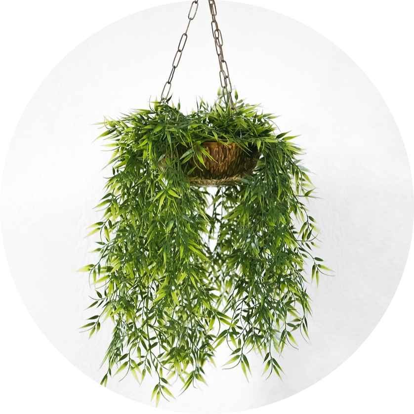 hanging plant for sale