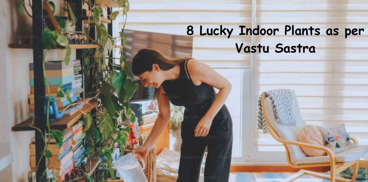 8 Lucky Indoor Plants For Home Including Bamboo, Money Plant & More