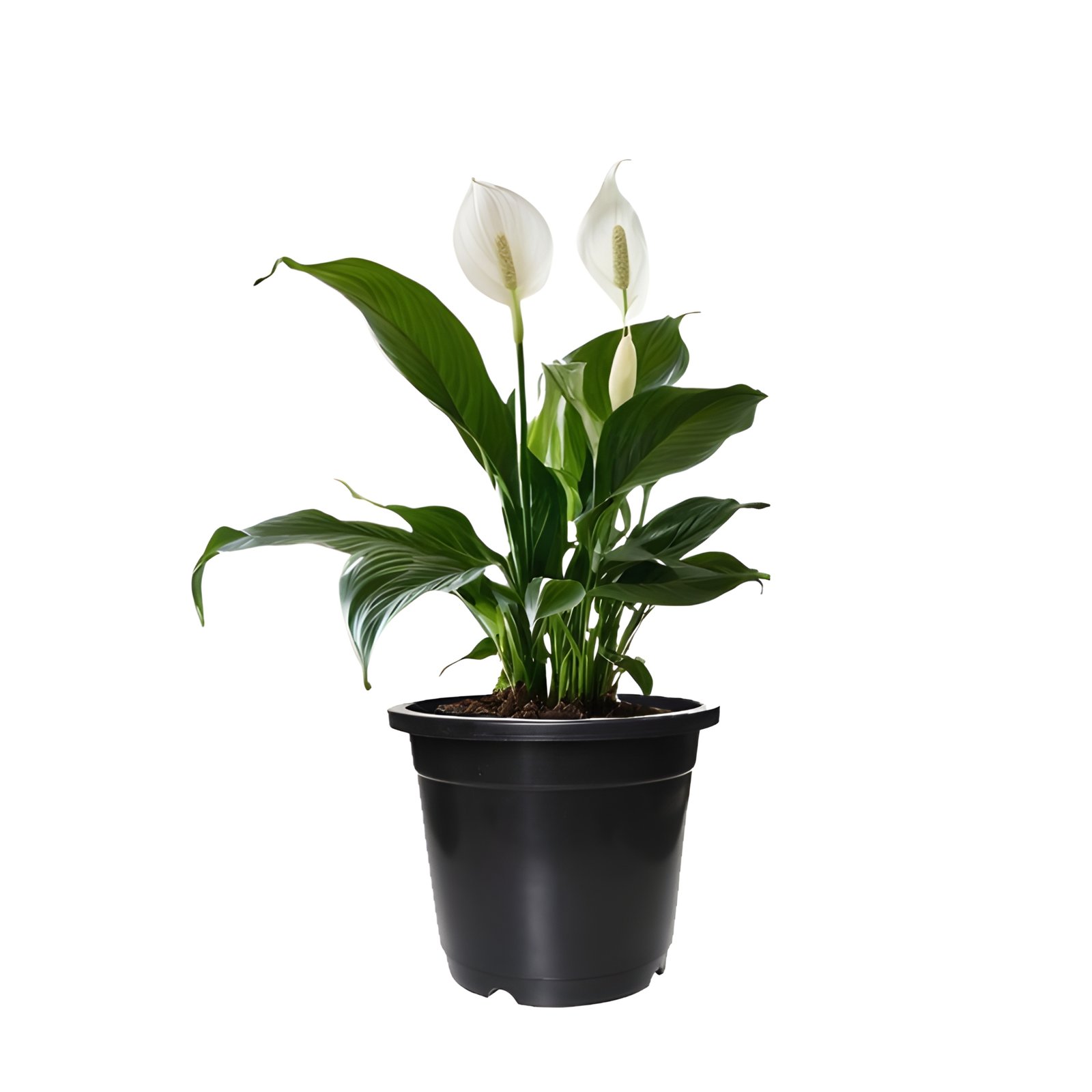 Peace lily plant