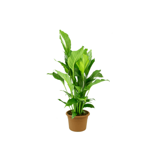 peace lily plant pot