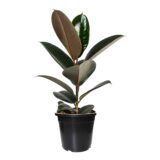 Rubber Plant in Black Pot