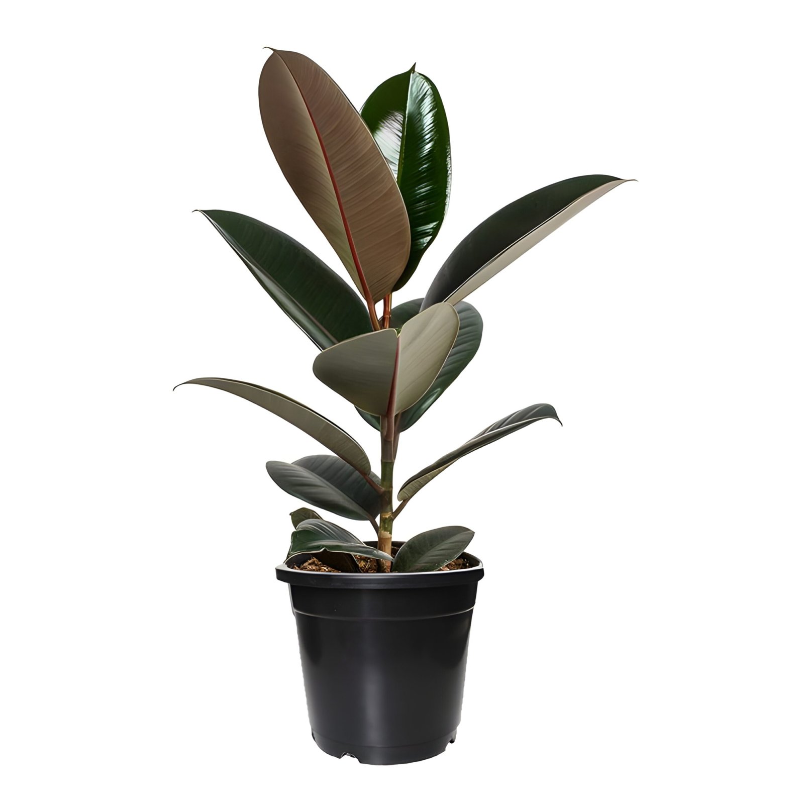 Rubber Plant in Black Pot