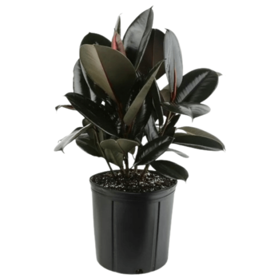 Rubber Plant pot