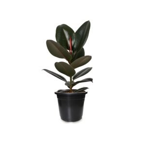 Rubber Plant Pot