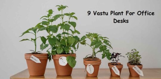 vastu plants for office