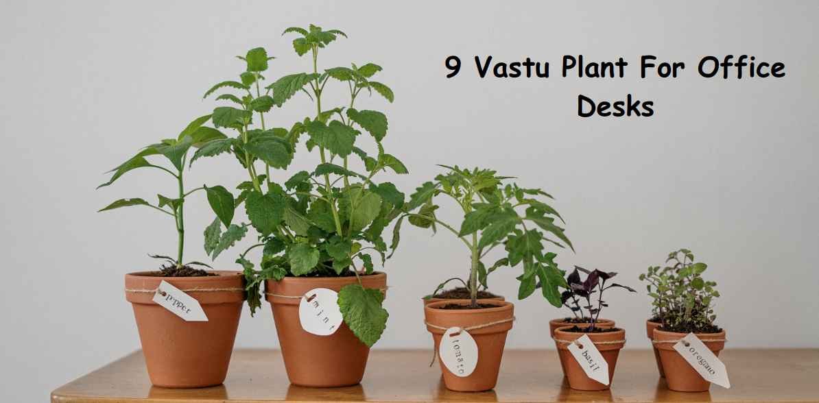 Top 9 Vastu-Approved Plants For Office Desks