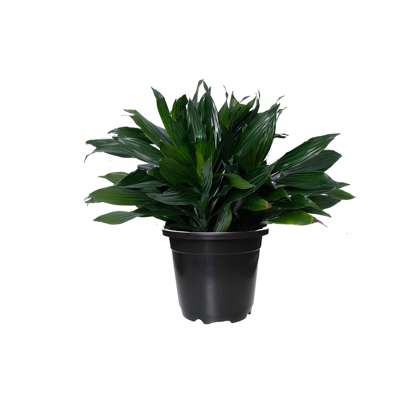 dracena green Pot