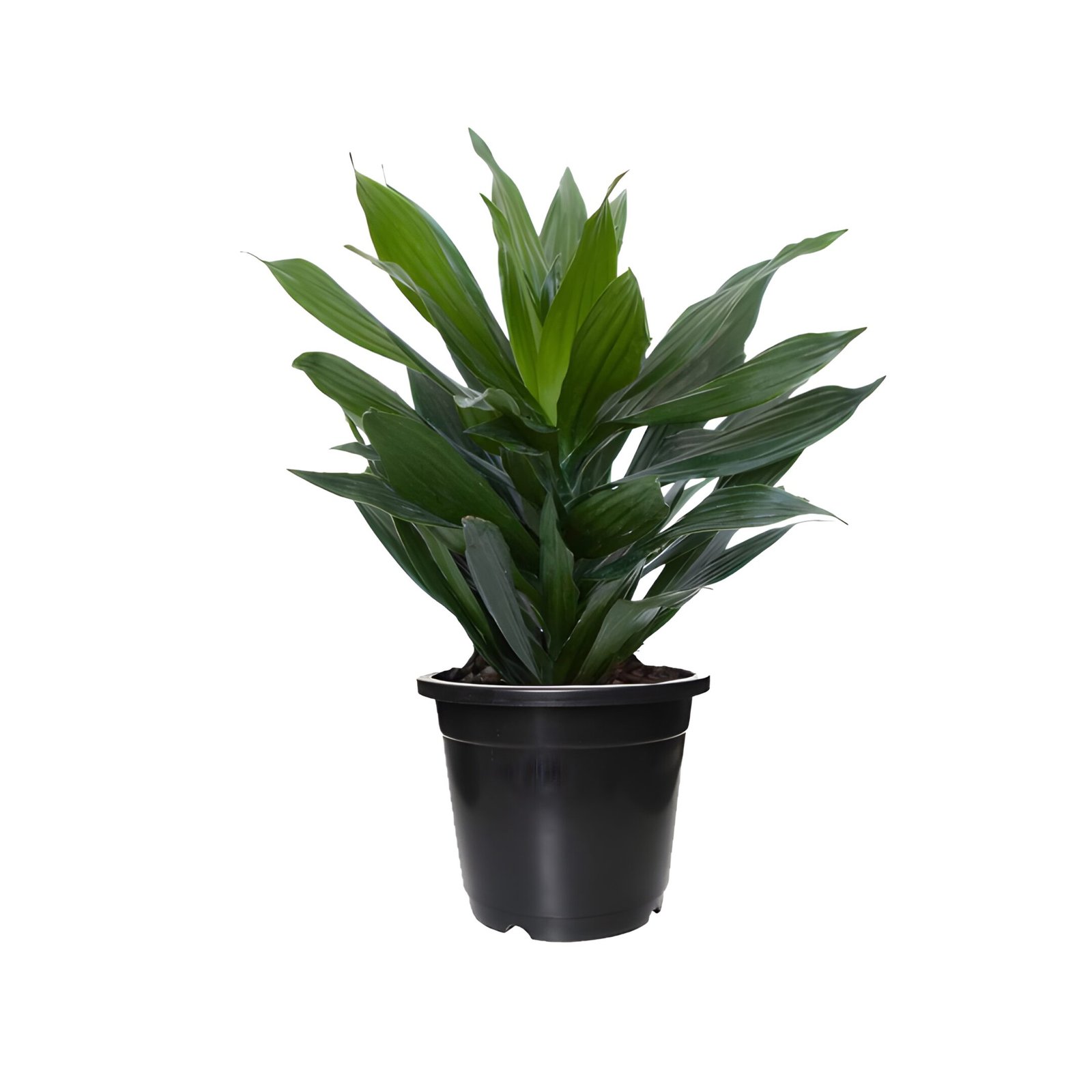 dracena green Pot in Black