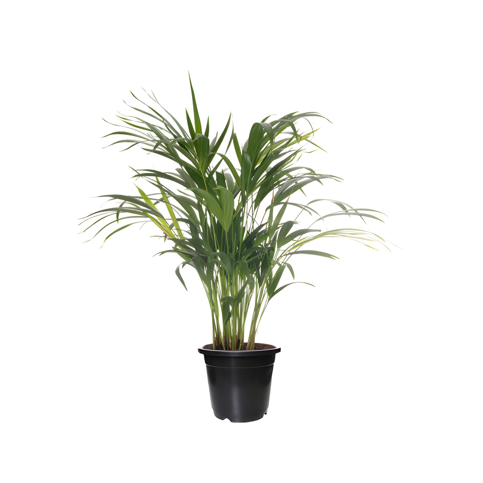 indoor Areca Palm