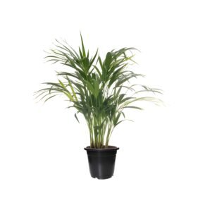 indoor Areca Palm