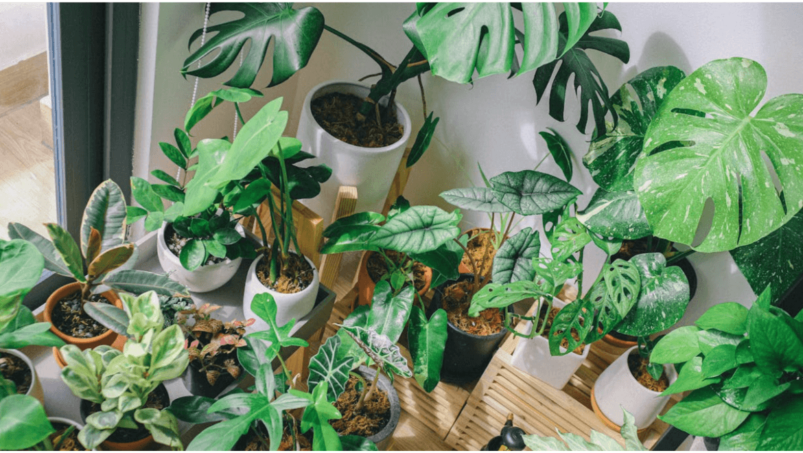 8 Lucky Indoor Plants For Home Including Bamboo, Money Plant & More