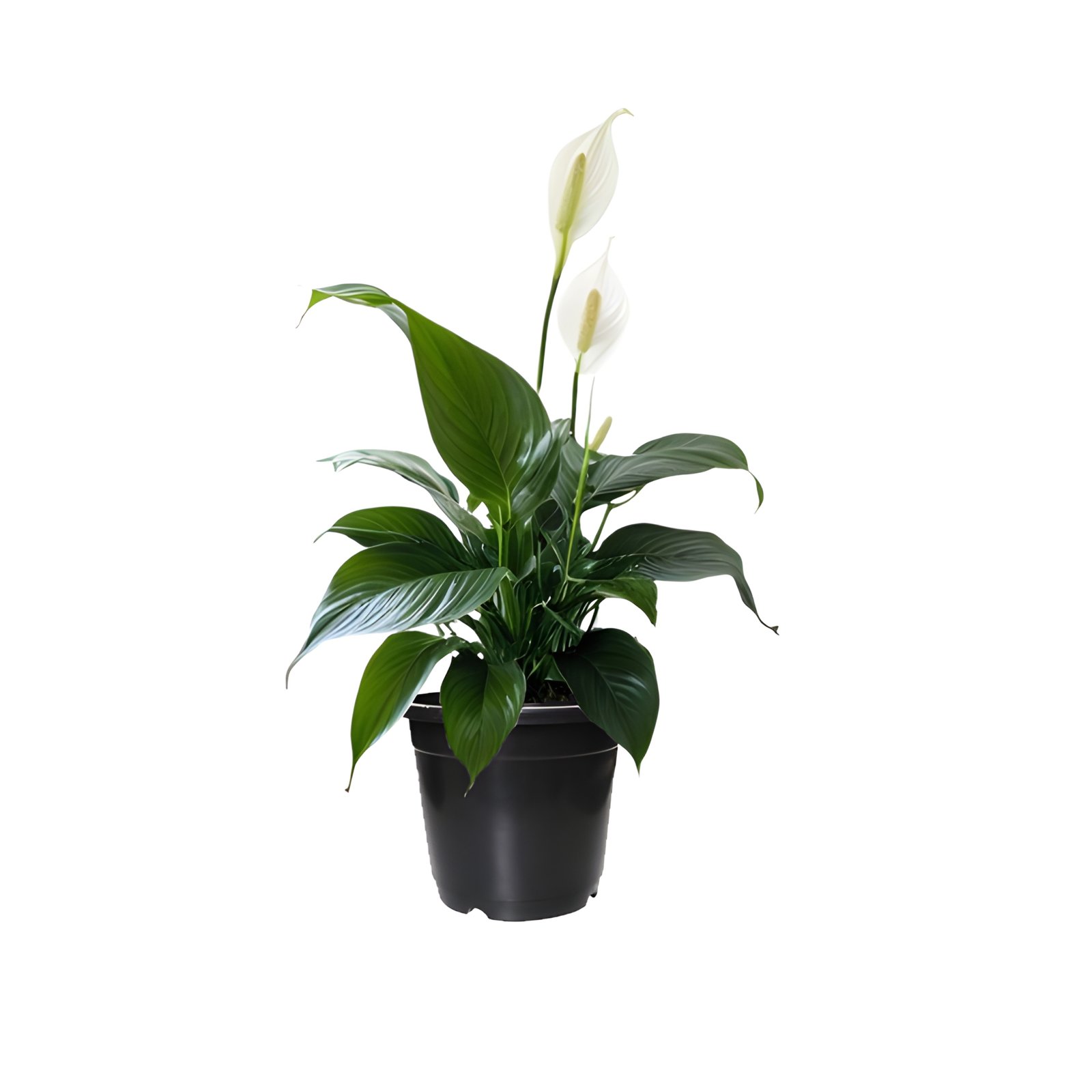 peace lily plant pot