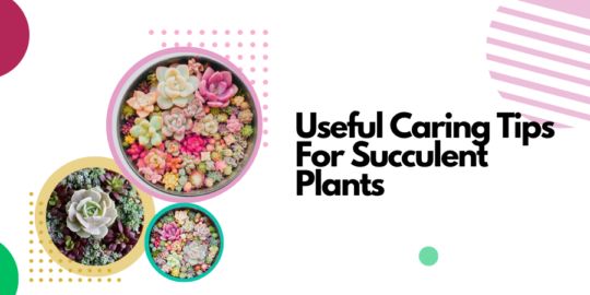 How To Care For Succulent Plants