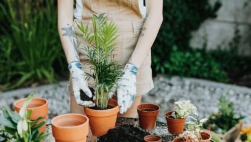 woman doing plant repot