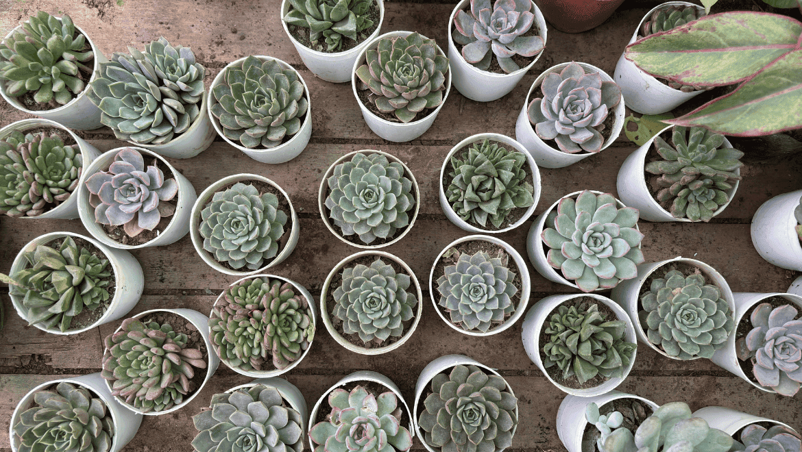 Succulent Plant Care – Guide on How to Grow Succulent