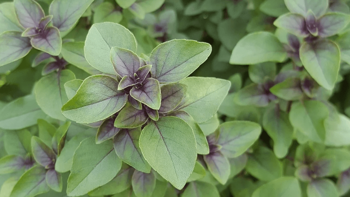 tulsi plant