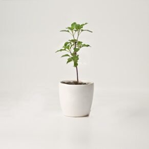 Krishna tulsi basil plant