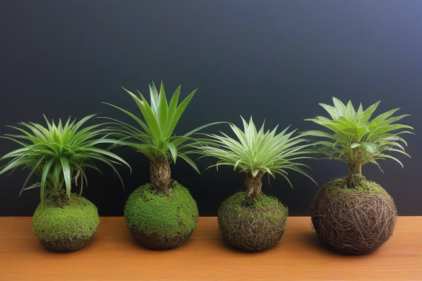 4 kokedama Plants with same variety