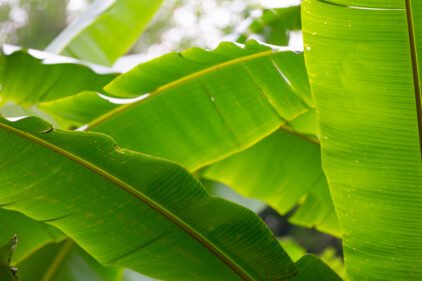 Banana Plant pic for the Blog Benefits of banana Leaves