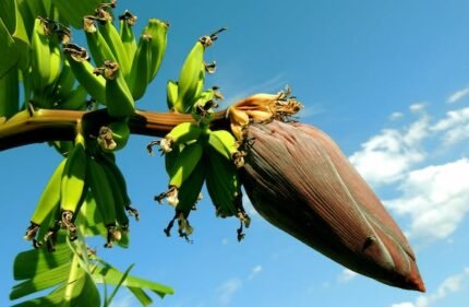 Grow Banana Trees Without Seeds