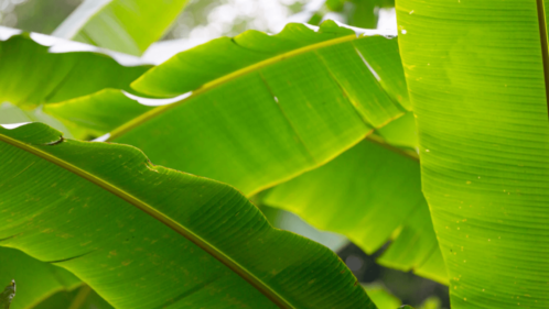 banana plant