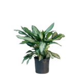 Aglaonema