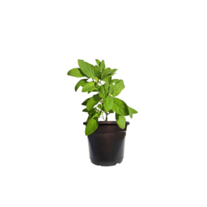 ajwain plant