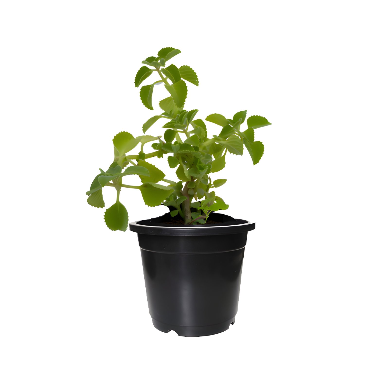 Ajwain Plant Pot