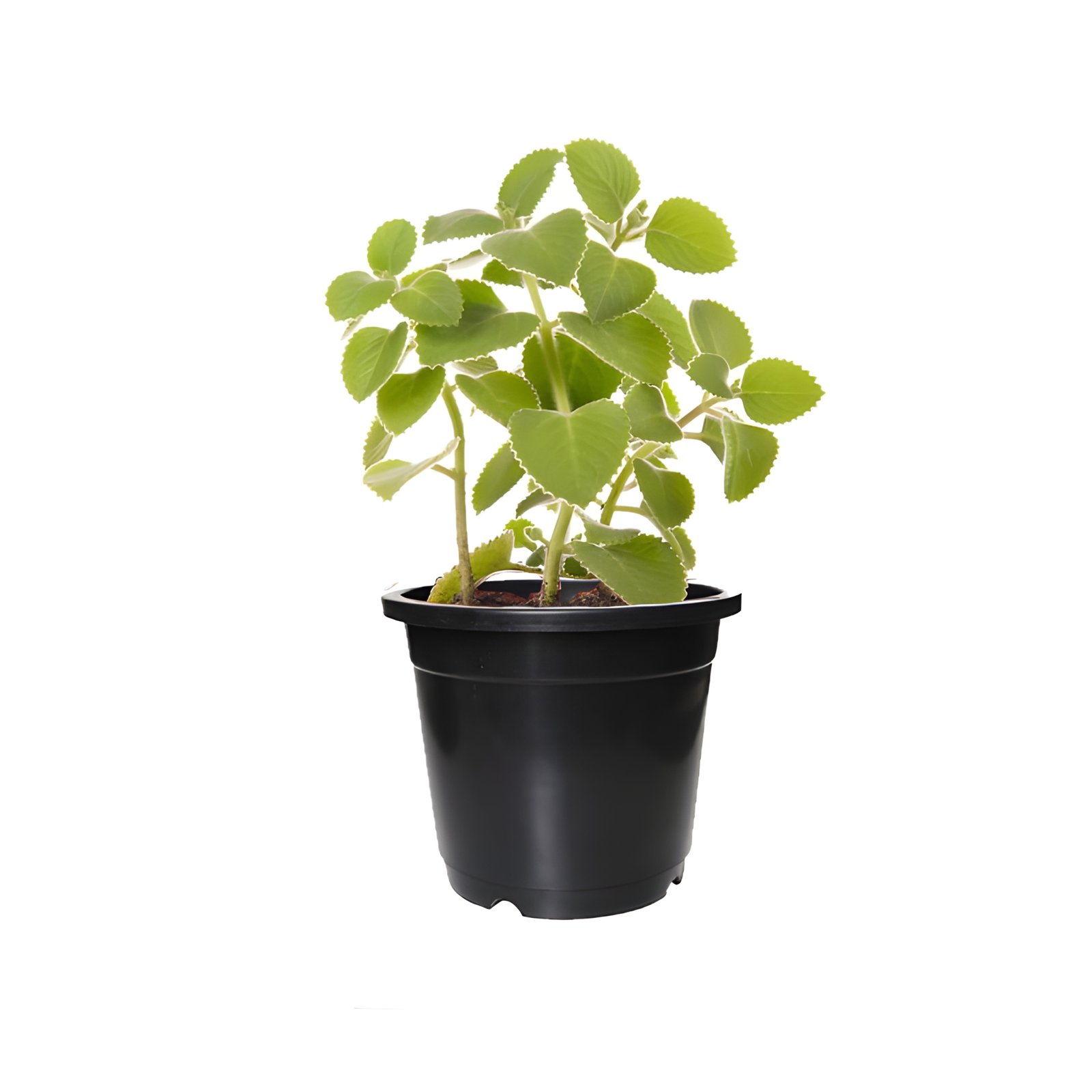 Ajwain Plant in a Black Pot