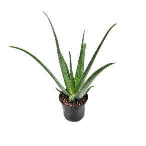 aloe vera green medium size