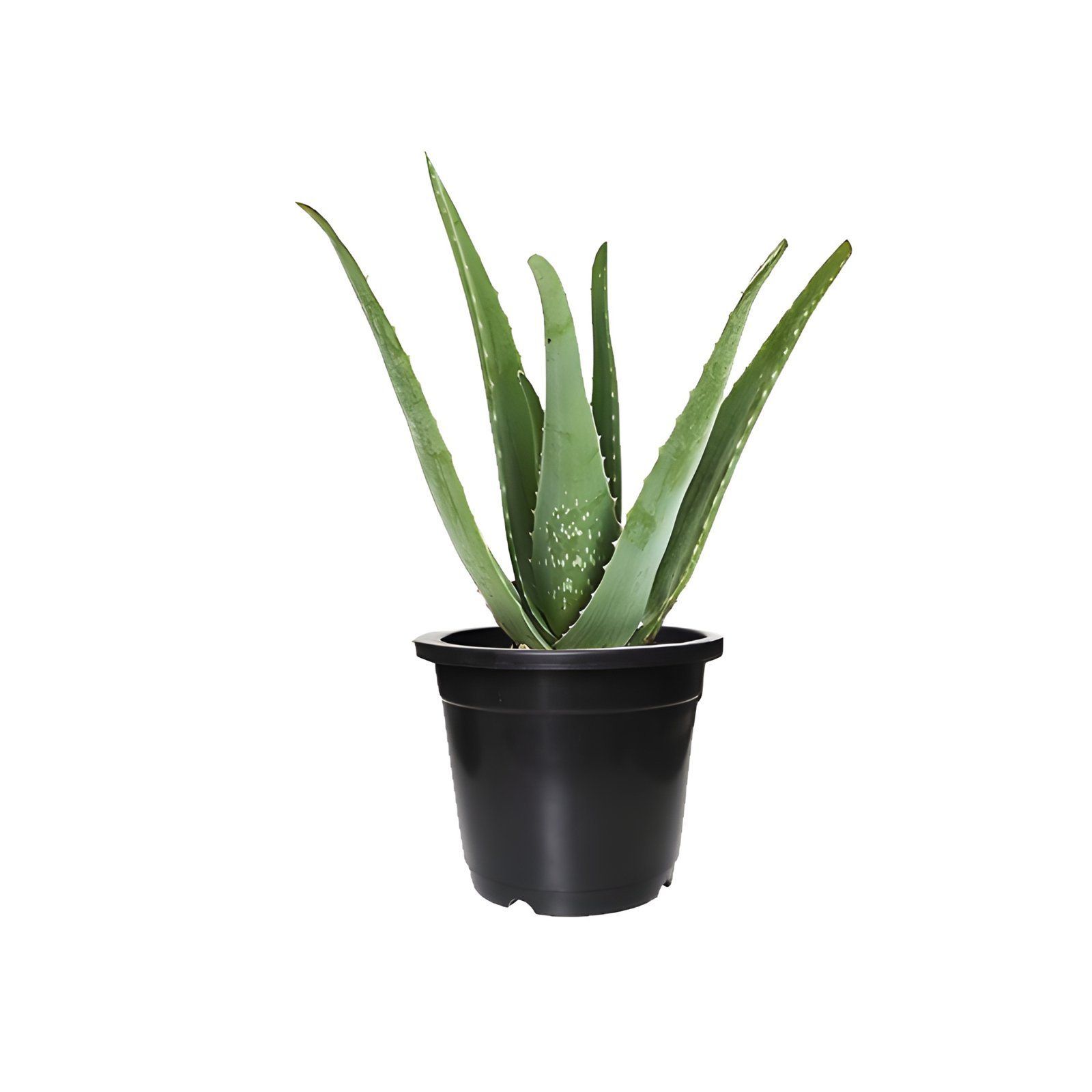 Aloe Vera Plant in Black Pot