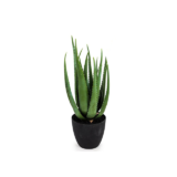 aloevera plant