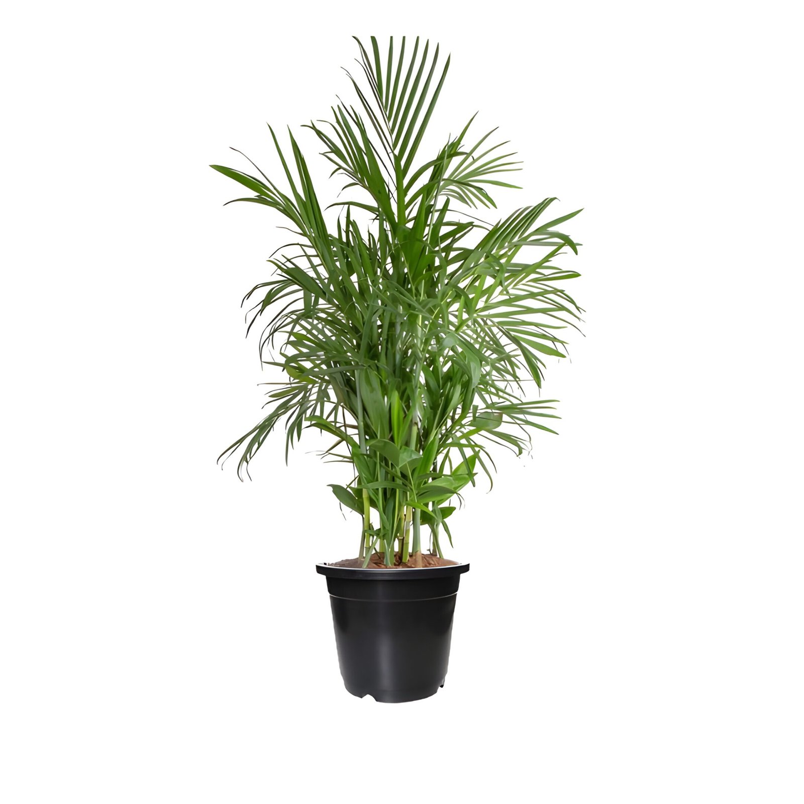 Bamboo Palm Plant