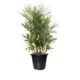 Bamboo Palm plant Pot