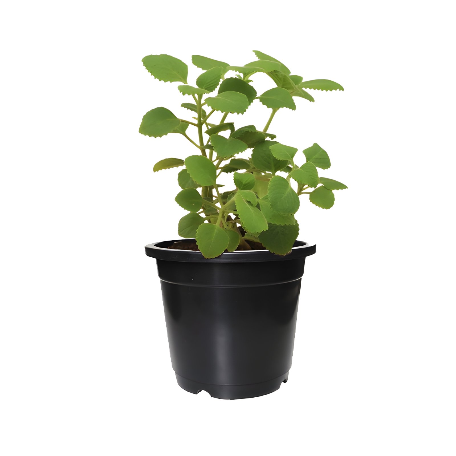 Black Pot of Ajwain Plant