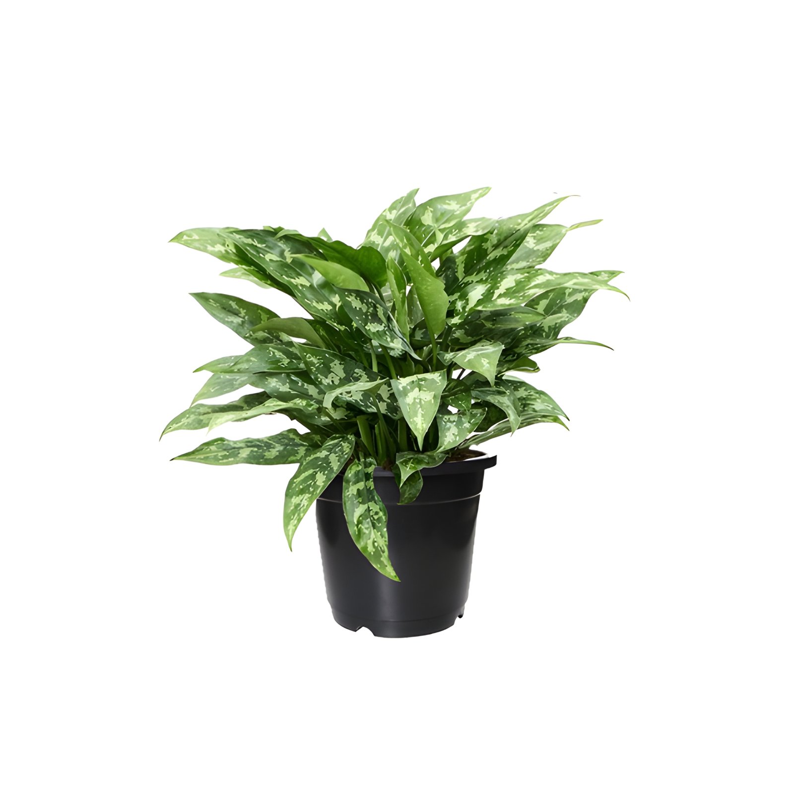 Chinese Evergreen Plant