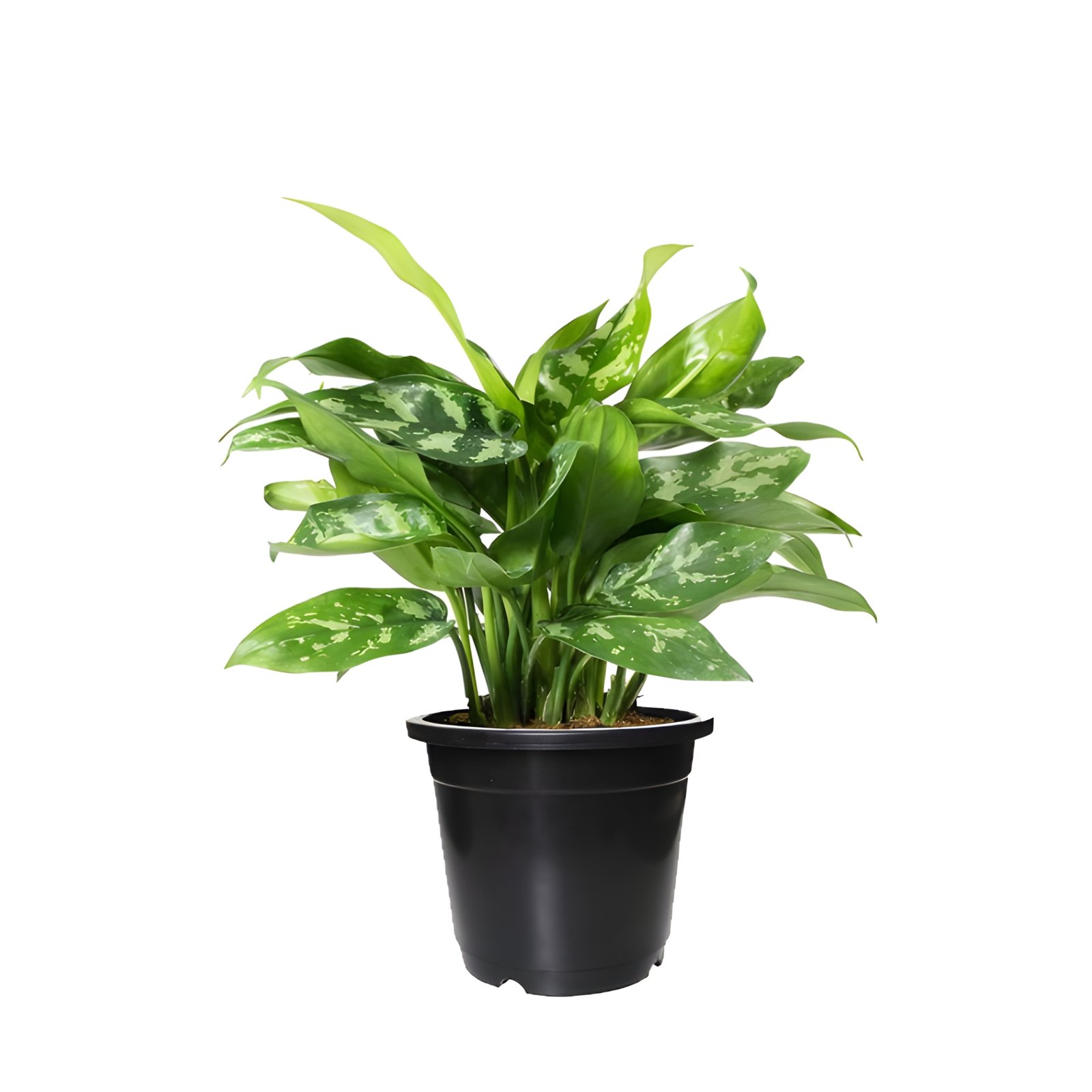 Chinese Evergreen Plant Pot