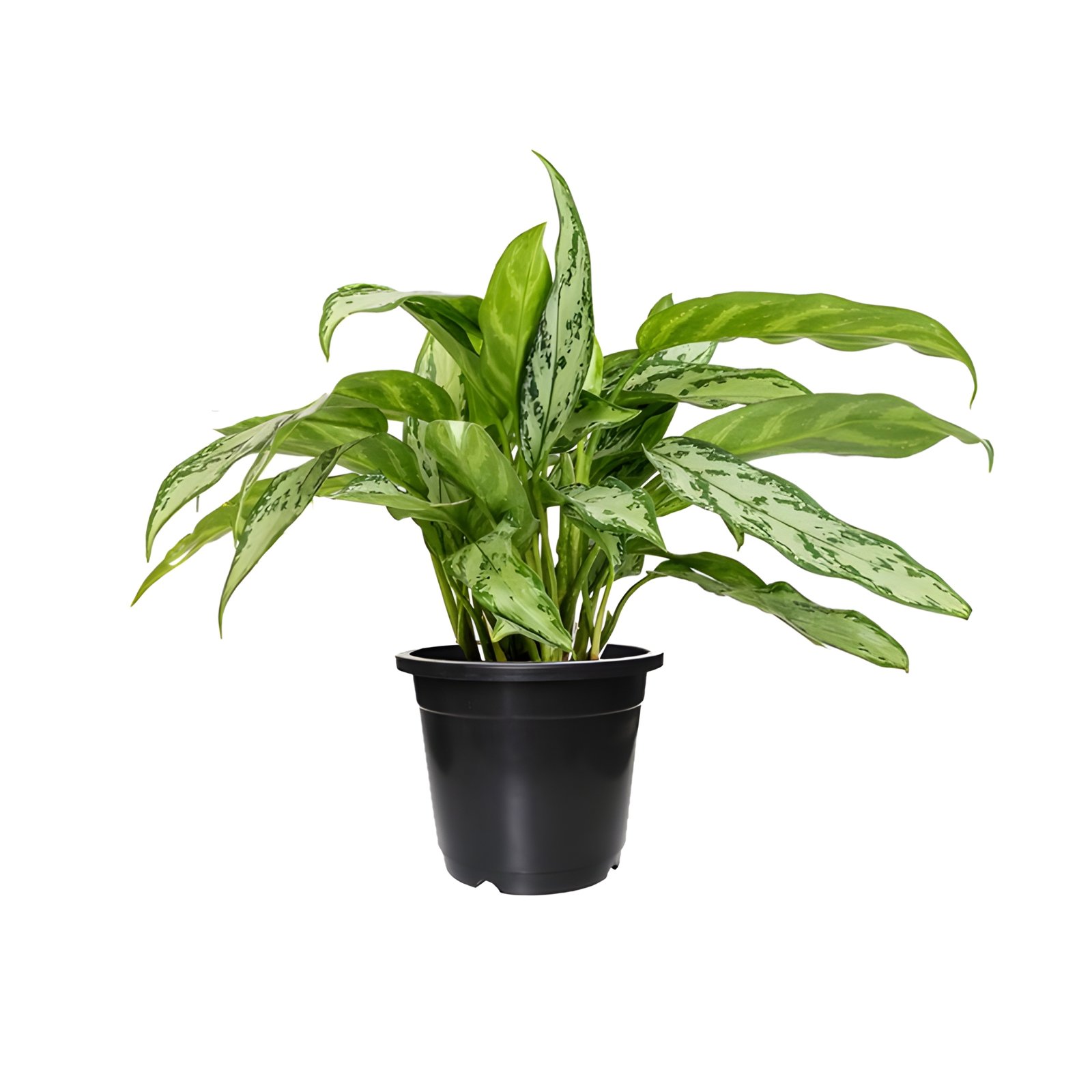 Chinese Evergreen Plant Pot Black