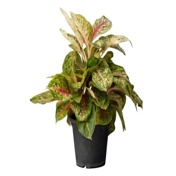 chinese evergreen plant