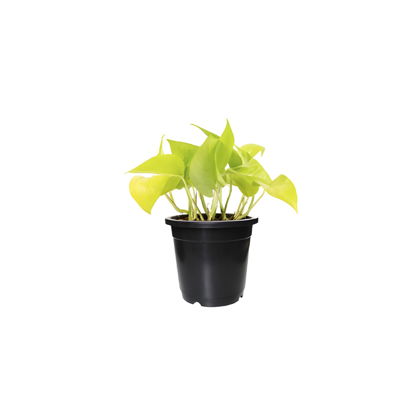 Golden Pothos Plant With black Pot