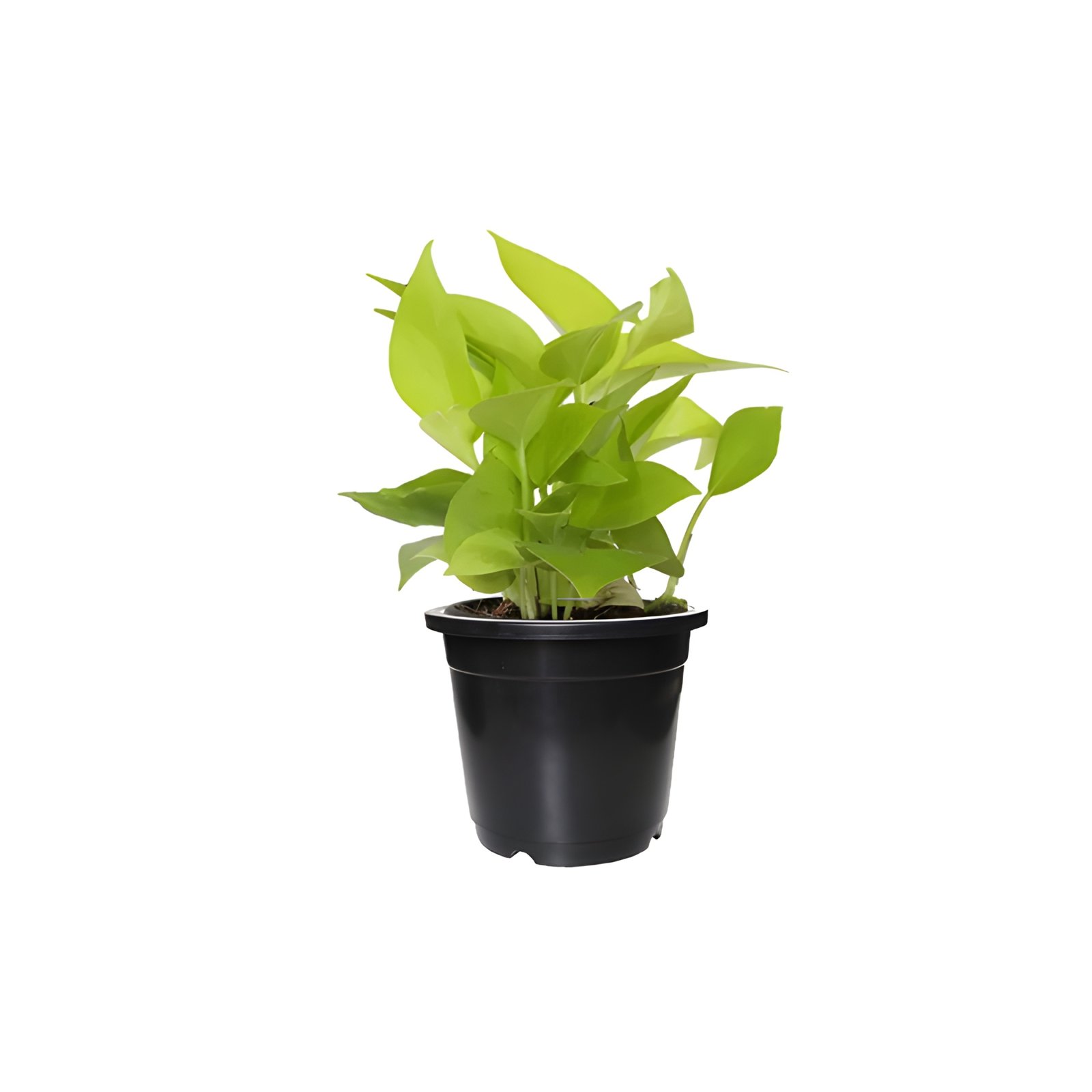 Golden Pothos Plant in black pot