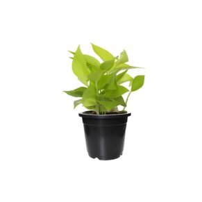 Golden Pothos Plant in black pot