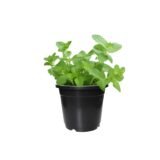 Green Mint plant Pot