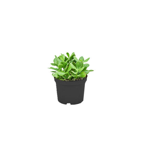 jade succulent mini plant