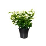 Jasmin_chameli Plant Pot