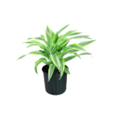 Dracaena Lemon Lime Plant